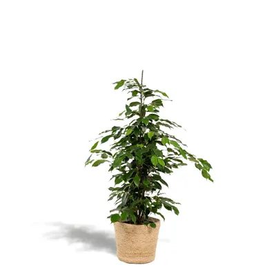 Produktbild von Hello Plants Ficus Benjamina Danielle - Ø 21 cm Korb Selin - Höhe: 95 cm