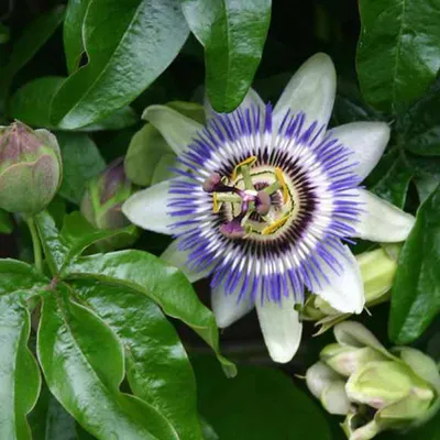 Immagine prodotto di Passiflora caerulea - ↨65Cm - Ø15