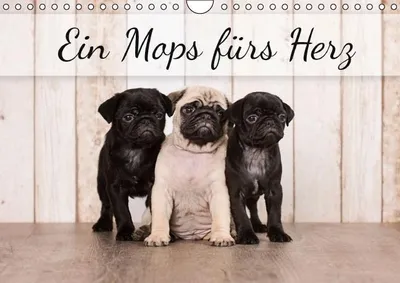 Produktbild von Calvendo 13 tolle Bilder vom Mops (Geburtstagskalender, 14 Seiten) 978-3-664-09768-5
