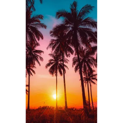 Zdjęcie produktu dla Ręcznik plażowy Good Morning 100x180 cm - palmy