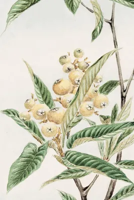 Produktbild von Plakat 40x60cm Biwa-Loquat, Japanischer Morikaga Vintage für das Wohnzimmer