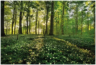 Produktbild von Wallario Premium Glasbild, freischwebende Optik, kräftige Farben, Größe 90 x 60 cm Motiv Waldanemonen und Sonnenstrahlen im Wald