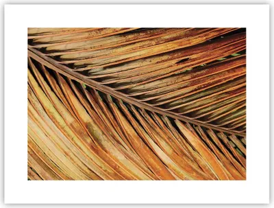 Produktbild von Poster - Poster ohne Rahmen - Orange Blatt Tropisch - 40x30 cm - Wand Bild - Wanddeko - Wandbilder - Kunstposter - Wandposter - Bilder - Kunstdruck - Wanddekoration - Wandbild - P2XAA40x30-4876