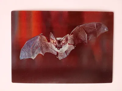 Produktbild von 3 D Ansichtskarte Langohr Fledermaus, Tier Bild Postkarte Wackelkarte Hologrammkarte Fledermäuse