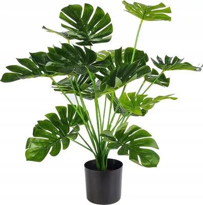 Obrázok produktu pre UMELECKÁ RASTLINA MONSTER DELICIOSA 50-75 cm VEĽKÁ REALISTICKÁ DEKORÁCIA XL