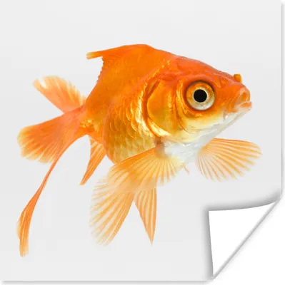Produktbild von MuchoWow® Poster Goldfisch - Weiß - Schwimmen 100x100 cm - Babyzimmer