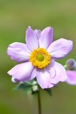 Produktbild von Anemone tomentosa 'Serenade', Herbst-Anemone, rosa, ca. 9x9 cm Topf