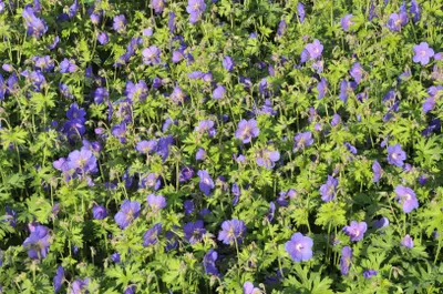Produktbild von Geranium himalayense 'Gravetye', Storchschnabel, blauviolett, ca. 9x9 cm Topf