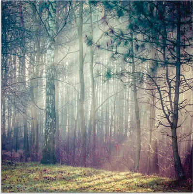 Produktbild von ARTland Glasbild Sonnenstrahlen im Wald Größe: 30x30 cm