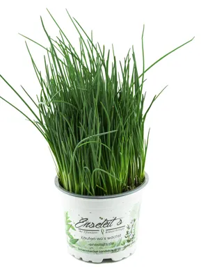Produktbild von Enseleits Schnittlauch Pflanze, Marktfrische Pflanze, Allium schoenoprasum