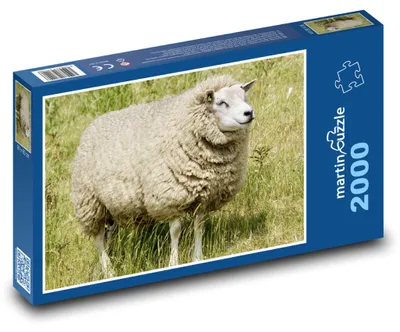 Produktbild von Puzzle 2000 Schaf auf der Wiese - martinpuzzle