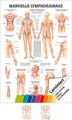 Produktbild von Manuelle Lymphdrainage Mini-Poster Anatomie 34x24 cm medizinische Lehrmittel