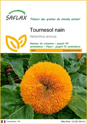 Image de SAFLAX - Tournesol nain - 40 graines - Helianthus