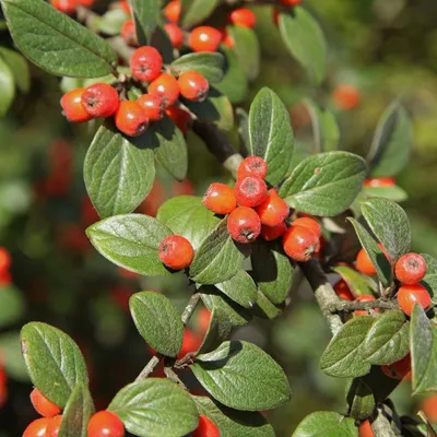Obrázok produktu pre 2 x ovocný medovník - Cotoneaster franchetii | 60-80 cm v nádobe