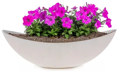 Produktbild von Große Vintage Outdoor Pflanzschale oval 55 cm creme-weiss