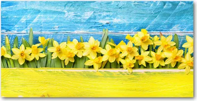 Produktbild von Tulup® Glas-Bild - 100x50 -Wandkunst - Wandbild hinter gehärtetem Sicherheitsglas  - Blumen & Pflanzen - Narzissen - Gelb