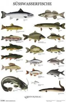 Produktbild von Süßwasserfische - Poster