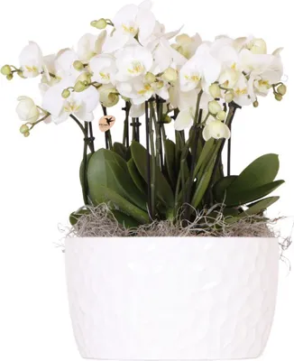 Produktbild von Kolibri Orchids | sada bílých orchidejí v medové misce včetně zásobníku na vodu | tři bílé orchideje Gent 12cm | monokytice bílá se samospádem a zásobníkem na vodu