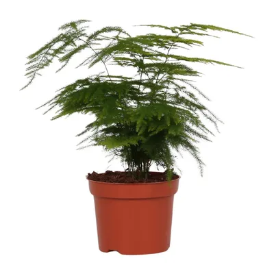 Zdjęcie produktu dla Asparagus Setaceus
