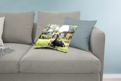 Produktbild von MuchoWow® Zierkissen Sofakissen Wohnzimmer Dekokissen 60x40 cm Sonnenstrahlen entlang des Berner Sennenhundes - Kopfkissen - Polster mit Foto