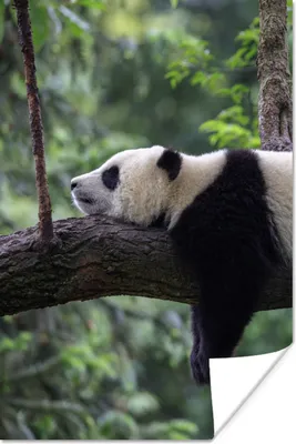Produktbild von MuchoWow® Poster Panda - Baum - Tiere - Natur 40x60 cm - Plakate für die Wand - Poster Babyzimmer
