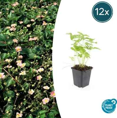 Zdjęcie produktu dla Roslina okrywowa - Poziomka pospolita - Fragaria vesca - Doniczka 9 cm - Zestaw 12 roslin