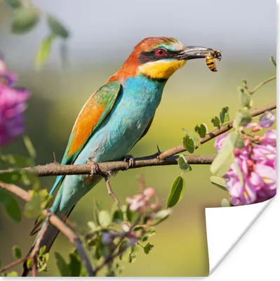 Produktbild von MuchoWow® Poster Vogel - Bienenfresser - Blumen 50x50 cm - Wohnzimmerdekoration