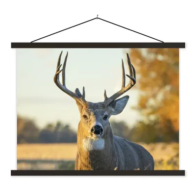 Produktbild von MuchoWow® Textilposter Hirsche - Gras - Herbst - Geweih - Natur - Tiere 150x113 cm mit holzfarbenen Rahmen - Poster