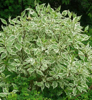 Produktbild von Tatarische Hartriegel ´ELEGANTISSIMA´ 10-15 cm, Cont. 1,4 l