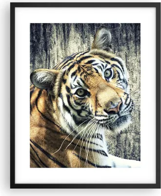 Produktbild von Gerahmtes Poster - Schwarzer Rahmen - Indien stein tiger wild - 40x50 cm - Wand Bild - Wanddeko - Wandbilder - Wandposter - Bilderrahmen - Bilder - Kunstdruck - Wandbild - P2BPA40x50-2464