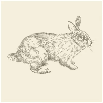 Produktbild von Wallario Wandbild aus Acryl, 50 x 50 cm, freischwebende Optik - Hase als illustrierte Bleistiftzeichnung