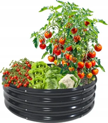 A raised garden bed filled with various vegetables, including tomatoes, lettuce, and cauliflower, against a white background.