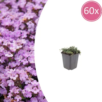 Immagine prodotto di Thymus praecox 'Purple Beauty' | 60 pezzi - 10-25cm - Ø9cm - Pianta da giardino
