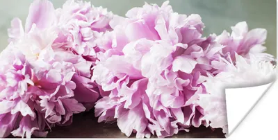 Produktbild von MuchoWow® Poster Rosa Pfingstrosen auf dem Tisch 80x40 cm - Wanddeko