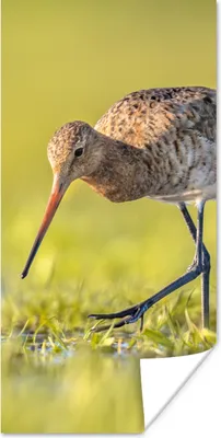 Produktbild von MuchoWow® Poster Vögel - Gras - Landschaft - Uferschnepfe 60x120 cm - Wandschmuck