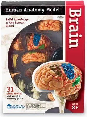 Immagine prodotto di Corpo umano - Cervello - 31 pezzi - Set didattico