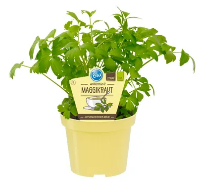 Produktbild von Maggikraut - Liebstöckel- Levisticum officinale - Kräuterpflanze im 12cm Topf