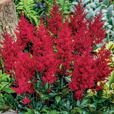 Produktbild von Astilbe Staude winterhart Blumen Rhizom Astilbe Prachtspiere Else Schluck 1 St.