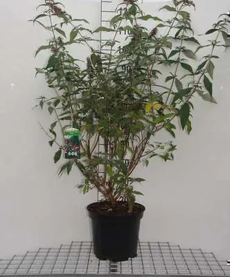 Zdjęcie produktu dla Buddleja dav. 'Pink delight' - Krzew motylkowy 'Pink Delight' Pojemnik 60-80 cm