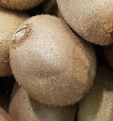 Image de Actinidia deliciosa 'Jenny'/ Kiwi 'Jenny' (Autofertile)