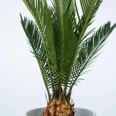Produktbild von Sagopalmfarn - Cycas revoluta - Höhe 45-60cm - ⌀15cm