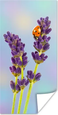 Produktbild von MuchoWow® Poster Marienkäfer auf Lavendelblüte 80x160 cm - Kinderzimmer