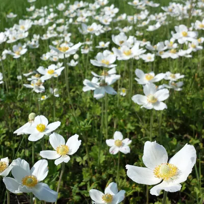 Produktbild von 6 x Wald Windröschen - Anemone sylvestris  | Topf 9cm x 9cm