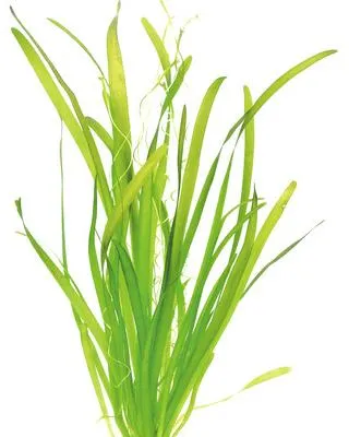 Obrázek produktu pro Vodní rostlina Vallisneria americana ´Gigantea´allisner
