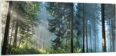 Produktbild von Bilder auf glas - Einteilig - Wald Dämmerung die Sonne - 100x40cm - Glasbilder - Wandbilder - Bilder - zum Aufhängen bereit - Wanddekoration aus Glas - Glas Bilder - Wandbild auf Glas - GAB100x40-4398