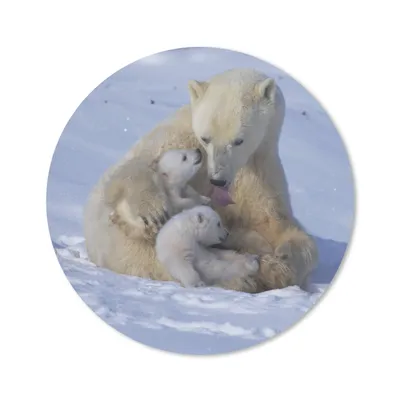 Produktbild von MuchoWow® Mauspad Mousepad Eisbären - Schnee - Weiß 40x40 cm - Mousepads - Maus Mat - Pad - Mausunterlage - Schreibtisch Accessoires