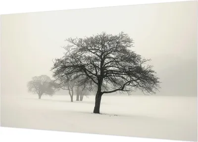 Produktbild von Selbstklebende Fototapete - Wandbilder für Wohnzimmer - 416x254 - Dekorative Wandfolie - Modernes Design für Wanddekoration - Tapeten für Innenräume - Winterbäume