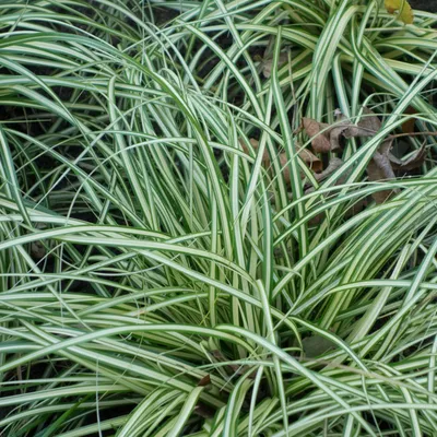 Obrázek produktu pro 6 kusů rostliny Vogelzegge (Carex ornithopoda 'Variegata') | květináč 9 cm x 9 cm