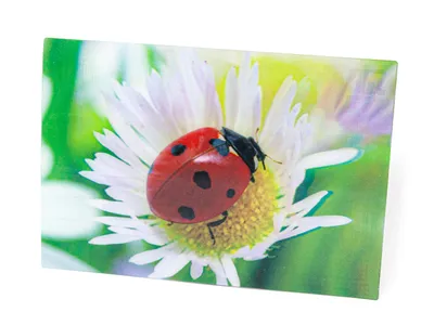 Produktbild von 3 D Ansichtskarte Marienkäfer, Glücksbringer Postkarte Wackelkarte Hologrammkarte Tier