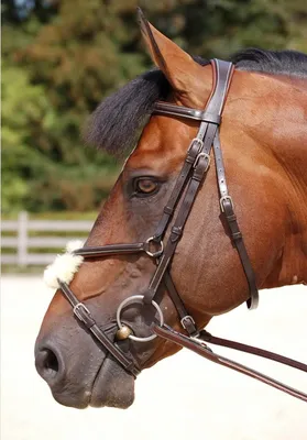 Image de Chemise réfrigérante Kentucky Horsewear PROTherm